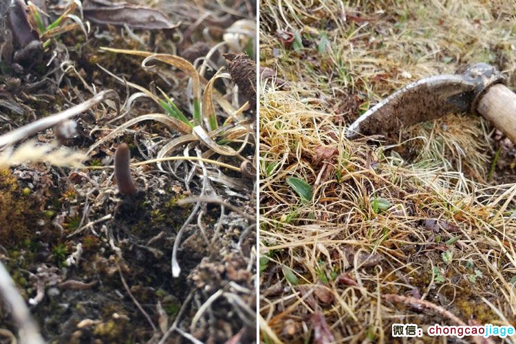 新鮮冬蟲夏草生長圖片 新鮮冬蟲夏草生長圖片