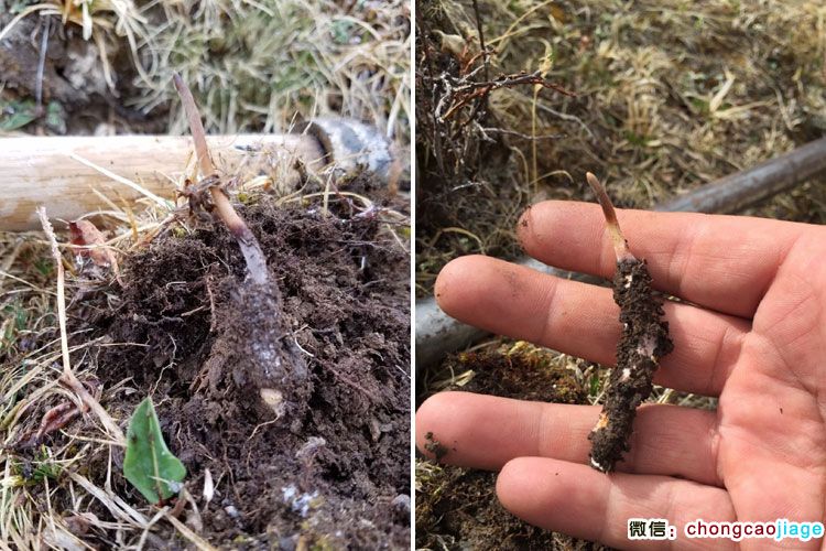 新鮮采挖的蟲草照片 新鮮采挖的蟲草照片