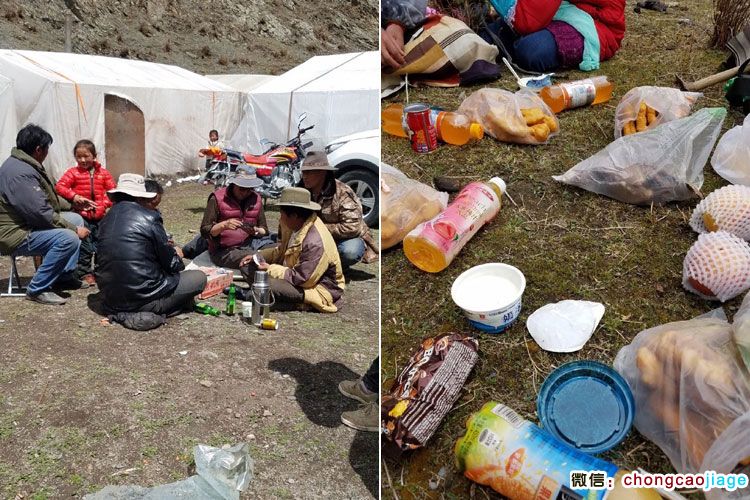 藏民挖蟲草飲食照片 藏民挖蟲草飲食照片