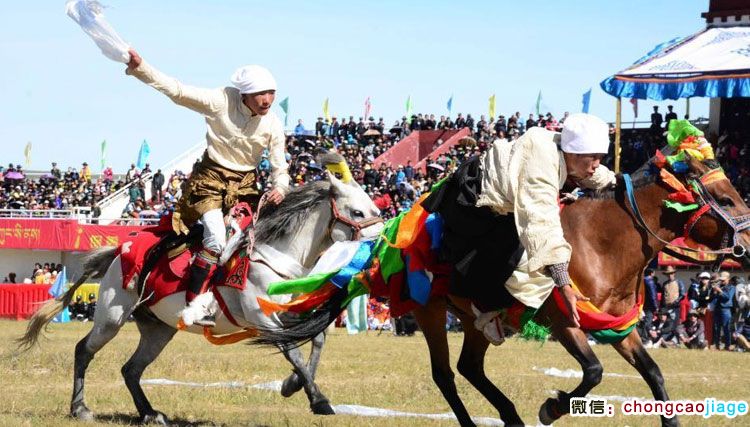 那曲賽馬節(jié)撿哈達(dá)比賽