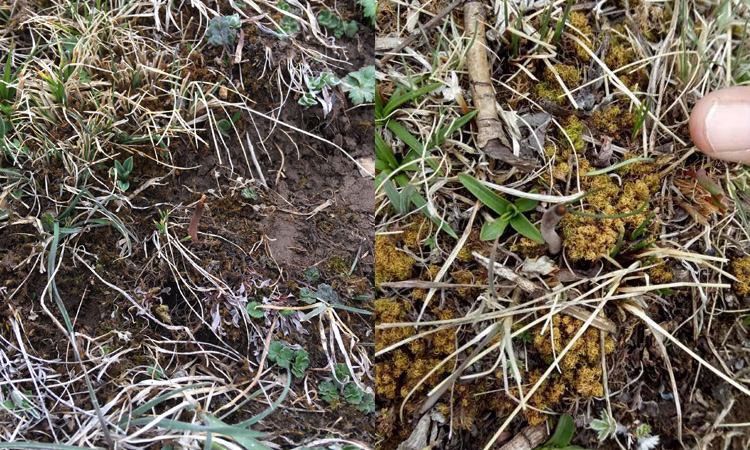 冬蟲夏草的葉子圖片 冬蟲夏草的葉子圖片