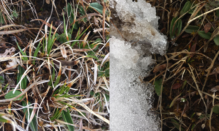 冬蟲夏草的葉子照片 冬蟲夏草的葉子照片