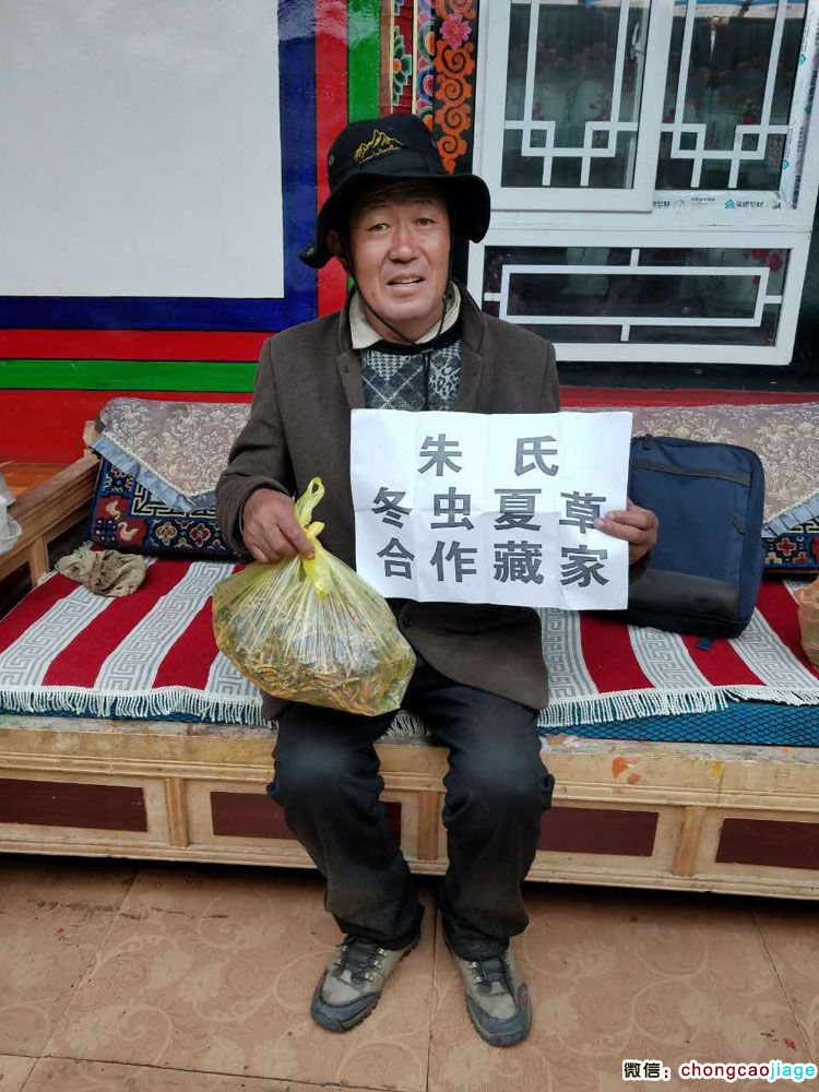 那曲藏家蟲草圖片1 那曲藏家蟲草圖片1