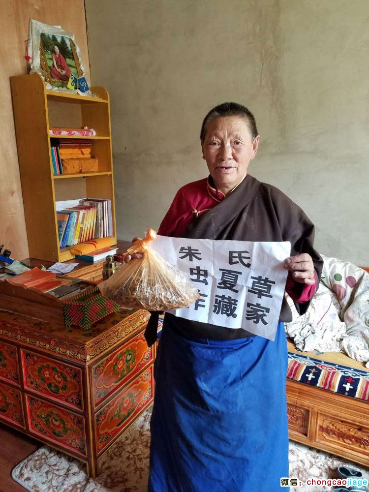 那曲藏家蟲草圖片2 那曲藏家蟲草圖片2