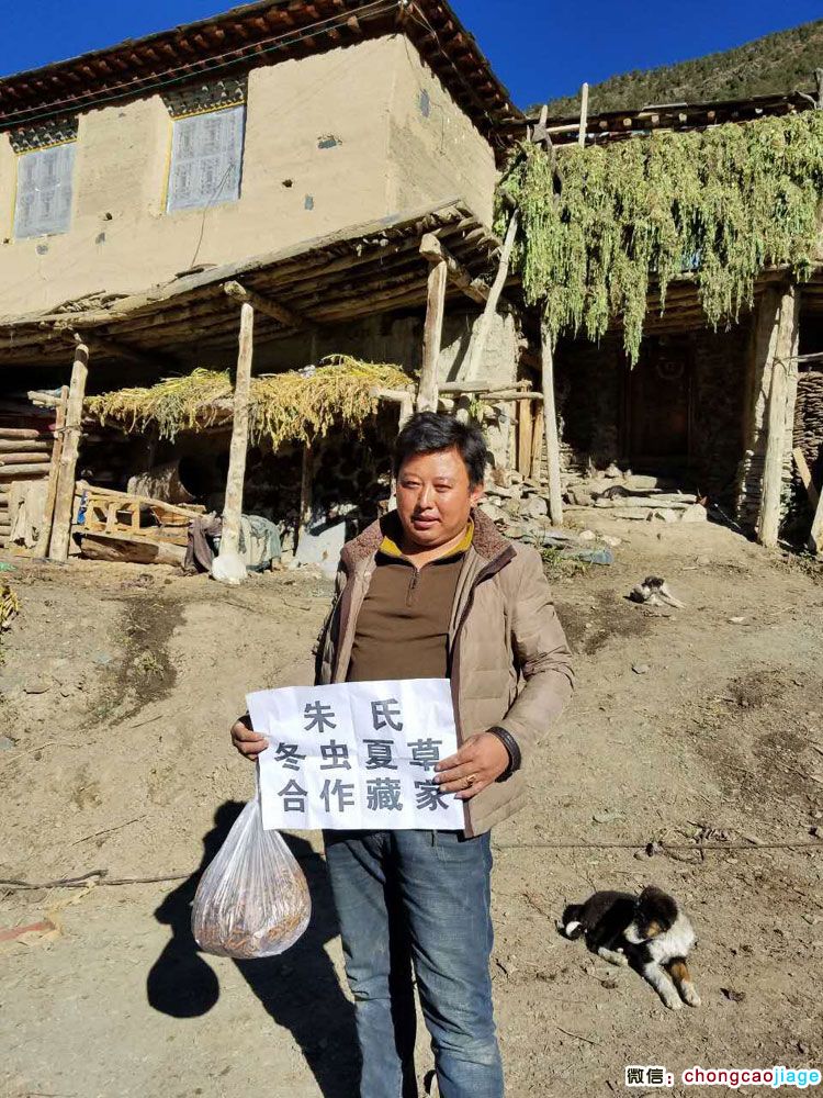 那曲藏家蟲草圖片3 那曲藏家蟲草圖片3