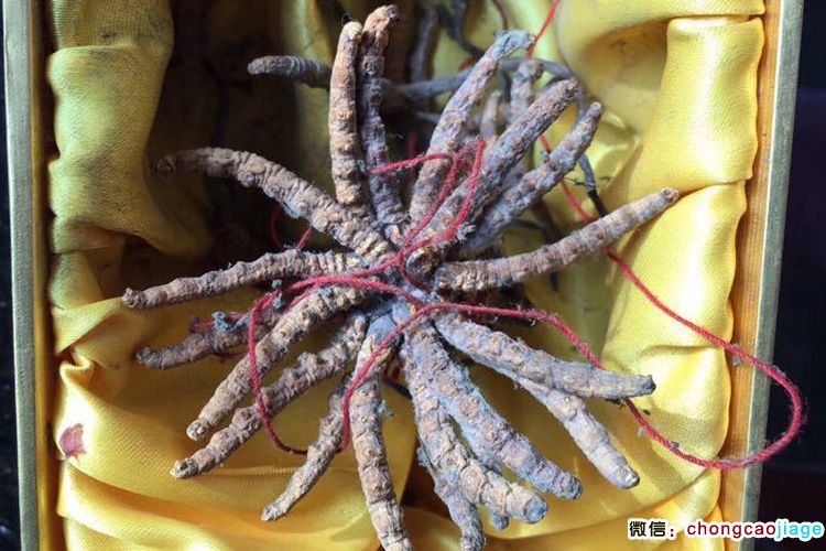 冬蟲夏草發霉圖片