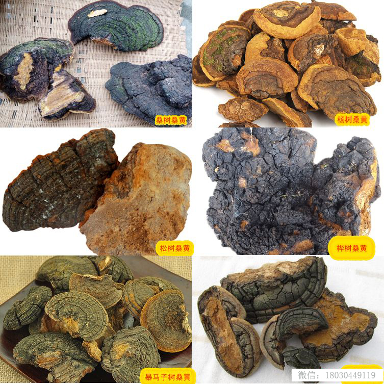 桑黃及桑樹桑黃鑒別圖片