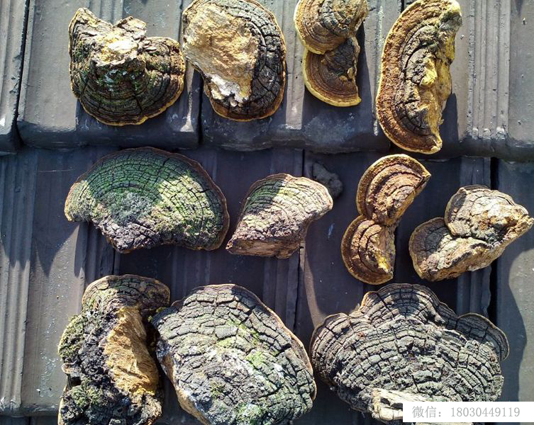 桑樹桑黃正品背面圖片