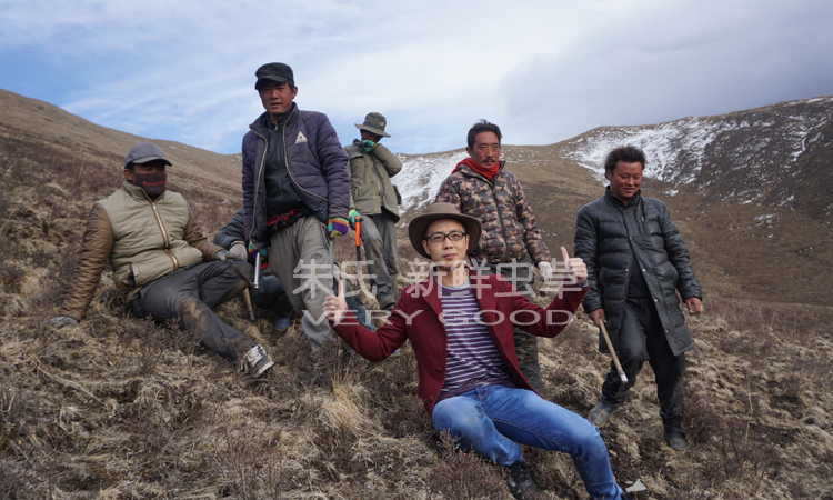 冬蟲夏草生長地環境圖片 冬蟲夏草生長地環境圖片