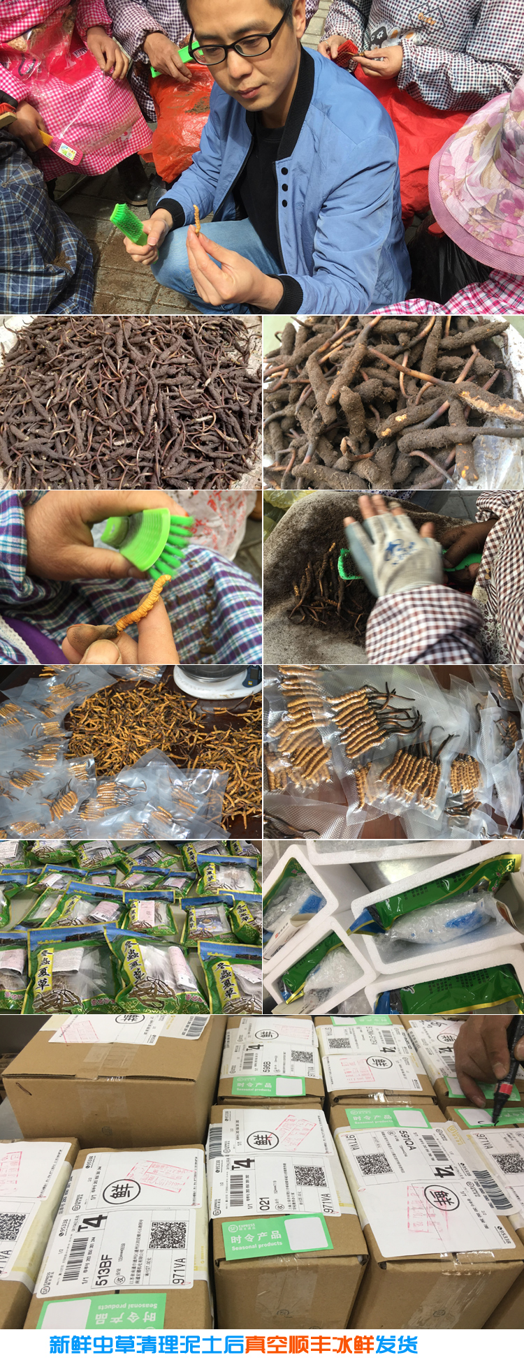 新鮮冬蟲夏草清理打包過程 新鮮冬蟲夏草清理打包過程
