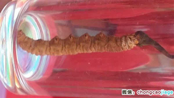 最大的冬蟲夏草圖片 最大的冬蟲夏草圖片