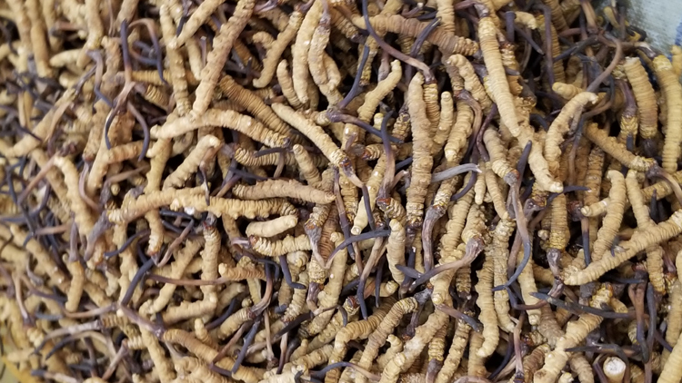 青海果洛雪山鄉(xiāng)蟲(chóng)草圖片 青海果洛雪山鄉(xiāng)蟲(chóng)草圖片