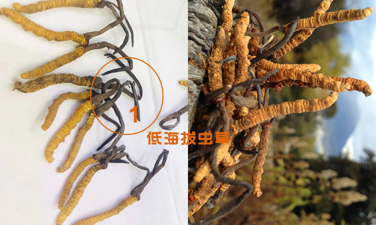 低海拔蟲草圖片 低海拔蟲草圖片