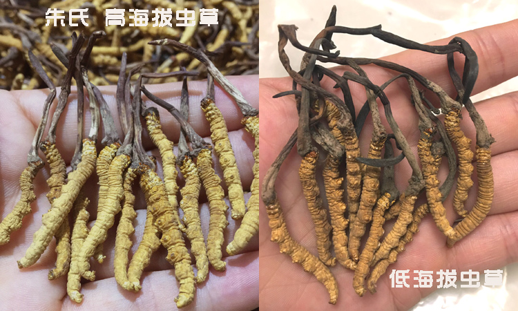 高海拔蟲草與低海拔蟲草的區別圖片 高海拔蟲草與低海拔蟲草的區別圖片