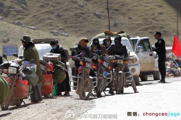 采挖蟲草的藏民們 采挖蟲草的藏民們