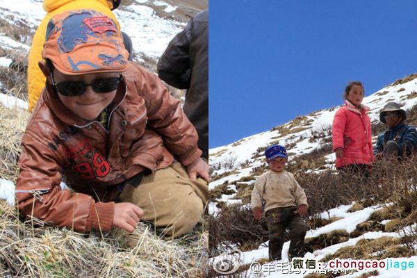 采挖冬蟲夏草的兒童 采挖冬蟲夏草的兒童