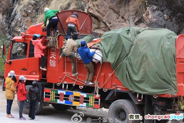 采挖蟲草全家出動 采挖蟲草全家出動