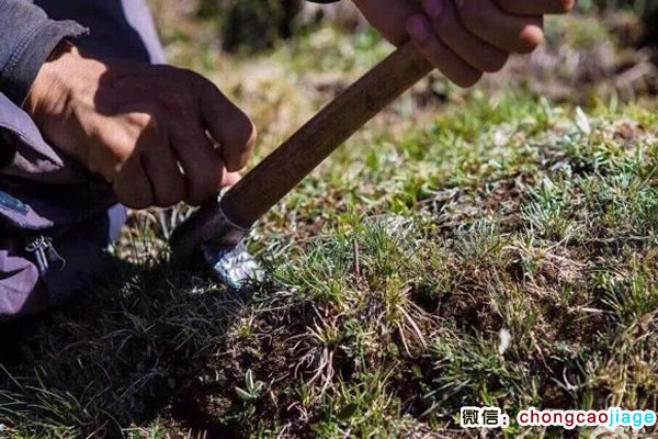 藏民正在采挖蟲草
