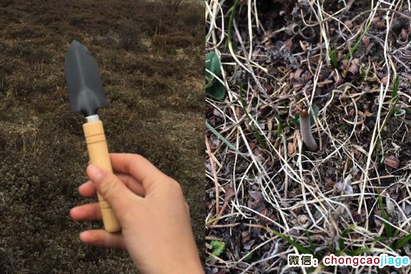 挖蟲草的小工具