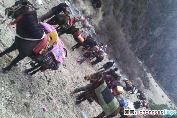 藏民騎馬去采挖蟲(chóng)草 藏民騎馬去采挖蟲(chóng)草