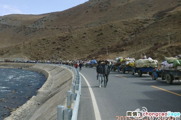 采挖蟲(chóng)草的藏族隊(duì)伍 采挖蟲(chóng)草的藏族隊(duì)伍