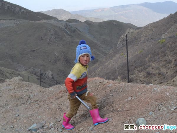 采挖冬蟲夏草的小女孩圖片 采挖冬蟲夏草的小女孩圖片