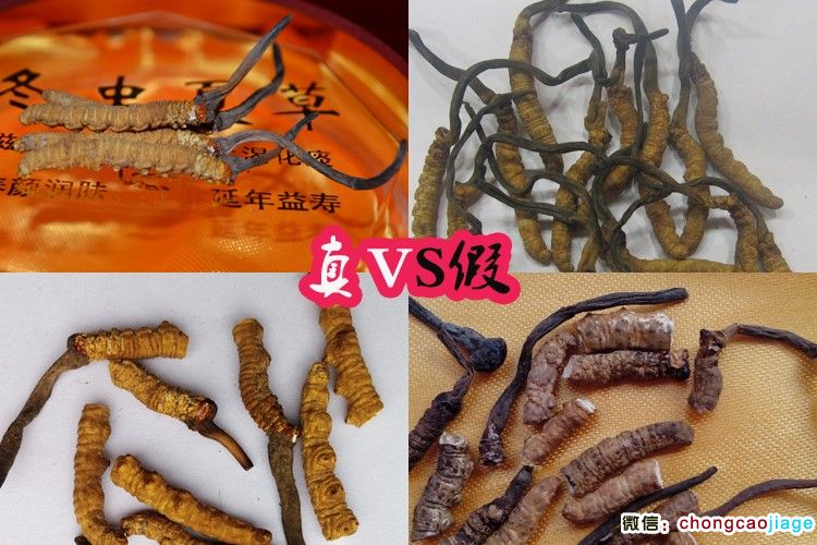 真假冬蟲夏草對比圖片 真假冬蟲夏草對比圖片