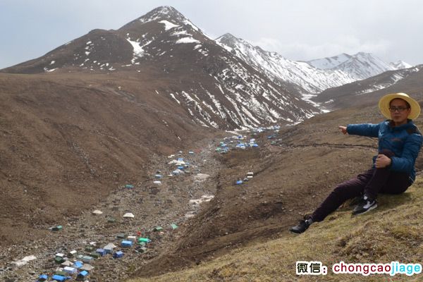 冬蟲夏草采挖大軍宿營地遠(yuǎn)觀圖片