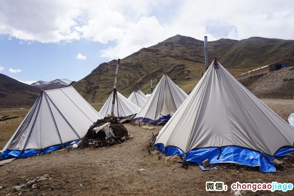 冬蟲夏草采挖大軍宿營地圖片