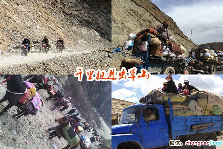 冬蟲夏草采挖進山圖片 冬蟲夏草采挖進山圖片