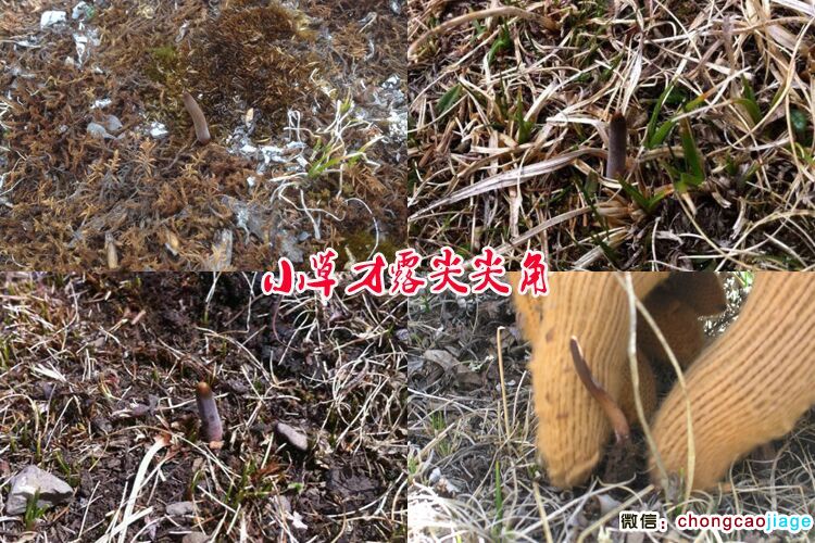 新鮮冬蟲夏草露出草頭的圖片 新鮮冬蟲夏草露出草頭的圖片