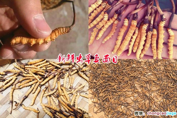 晾曬冬蟲夏草圖片 晾曬冬蟲夏草圖片