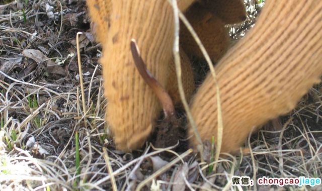 冬蟲夏草葉子圖片 冬蟲夏草葉子圖片