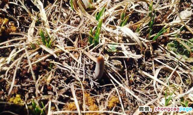 冬蟲夏草葉子形狀圖片 冬蟲夏草葉子形狀圖片