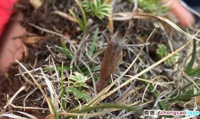 冬蟲夏草夏天的樣子 冬蟲夏草夏天的樣子