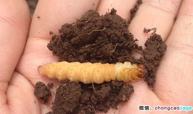 冬蟲夏草冬天的樣子圖片 冬蟲夏草冬天的樣子圖片