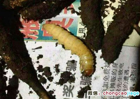 冬蟲夏草蟲子的樣子圖片 冬蟲夏草蟲子的樣子圖片