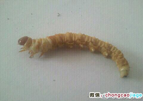 冬蟲夏草冬蟲的圖片 冬蟲夏草冬蟲的圖片