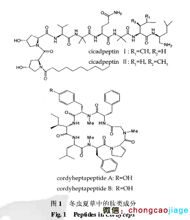 冬蟲(chóng)夏草中的肽類成分 冬蟲(chóng)夏草中的肽類成分