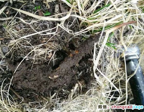 新鮮蟲草圖片 新鮮蟲草圖片