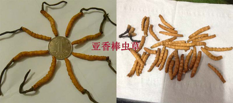 亞香棒蟲草圖片 亞香棒蟲草圖片