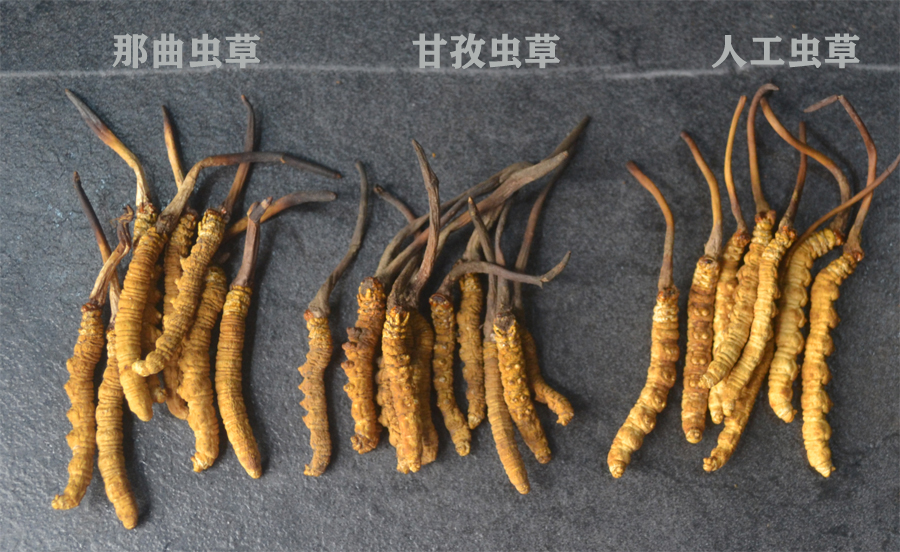 人工蟲草和野生蟲草的區別圖 人工蟲草和野生蟲草的區別圖