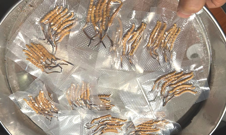 那曲干蟲草圖片 那曲干蟲草圖片