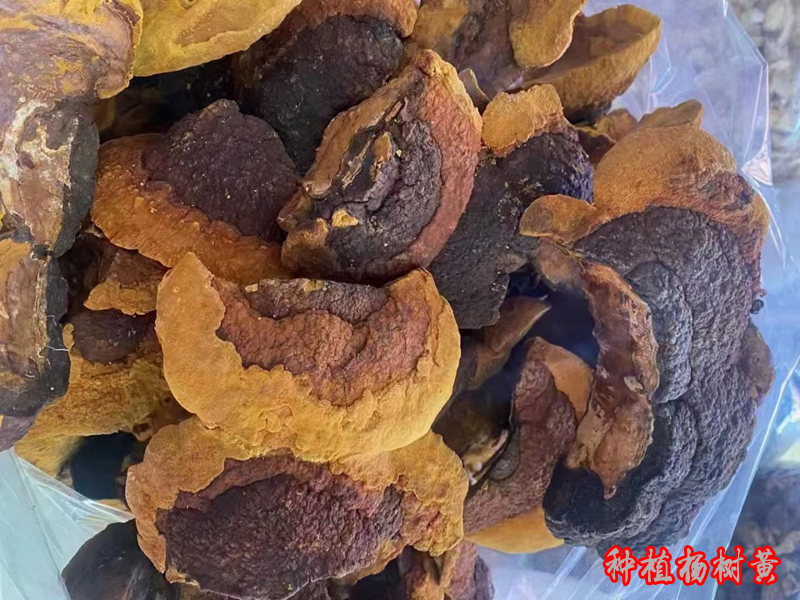 種植楊樹(shù)桑黃 種植楊樹(shù)桑黃
