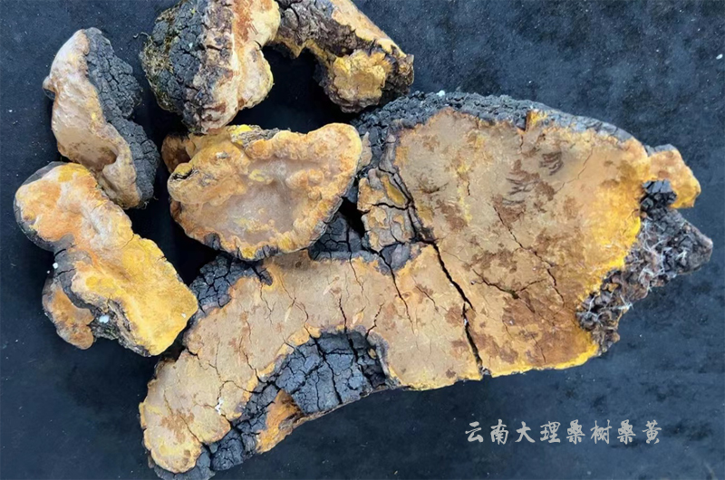 云南大理桑樹(shù)桑黃 云南大理桑樹(shù)桑黃