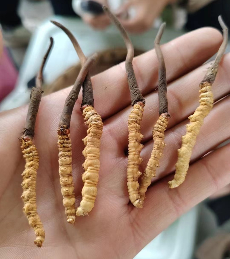 松潘新鮮蟲草圖片 松潘新鮮蟲草圖片