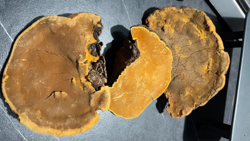 桑黃圖片 桑黃圖片