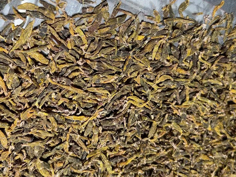 紅珠蟲石斛圖片 紅珠蟲石斛圖片