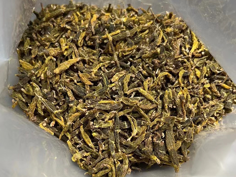 野生紅珠蟲石斛圖片 野生紅珠蟲石斛圖片