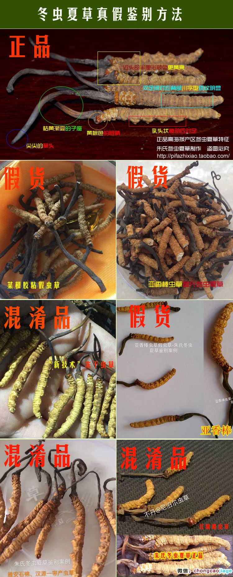 冬蟲夏草真假鑒別對比圖片 冬蟲夏草真假鑒別對比圖片